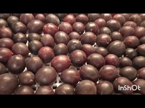 Видео: Изюм, изюм из крыжовника. Рассказала и показала.