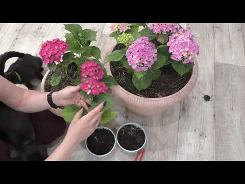 Видео: ЧЕРЕНКОВАНИЕ КРУПНОЛИСТНОЙ ГОРТЕНЗИИ !