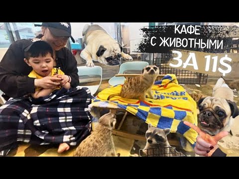 Видео: VLOG| КАФЕ С ЕНОТАМИ В ЮЖНОЙ КОРЕЕ | СУРИКАТЫ | МОПСЫ