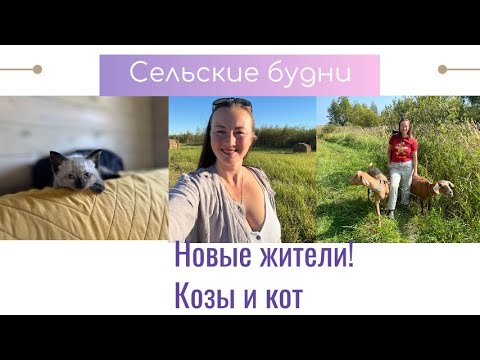 Видео: Влог 💓 Завели КОЗ! 🔆 Переехали из Москвы в деревню 🔆YouTube Dana