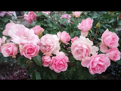 Видео: В гостях у лета 🐈‍⬛🌹🐈. Дубль два 😁