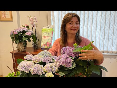Видео: Դրախտավարդ (гортензия),խնամքը եւ ինչպես փոխել ծաղիկների գույնը