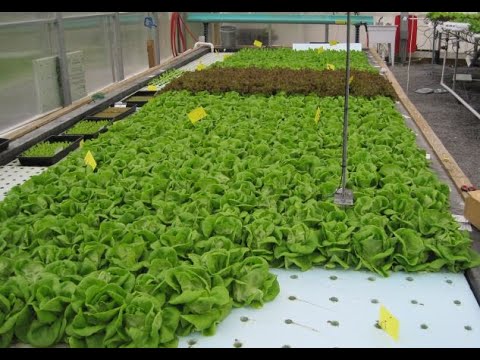 Видео: Салат на гидропонике. Плавучие платформы(рафтинг)