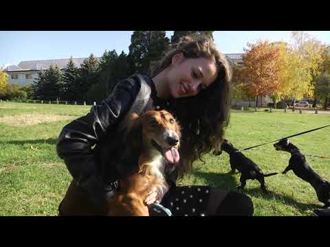 Видео: ЗА КИНОЛОГИЯТА С Д-Р КЪНЕВ: Ще ви разкажем за пътя на дакела от мисията на следотърсач до...