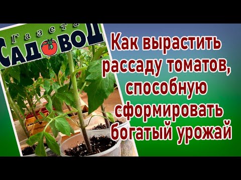 Видео: Как вырастить рассаду томатов, способную сформировать богатый урожай