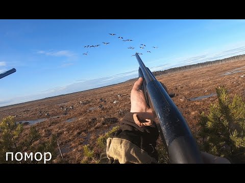 Видео: Охота на гуся 2023 не отходя от стола. Жит быт#2