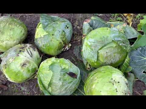 Видео: Собрали острый перец | Срезали капусту будем квасить