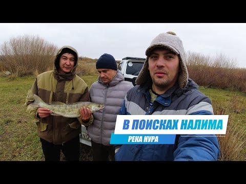 Видео: Налим ты где. Судак я здесь