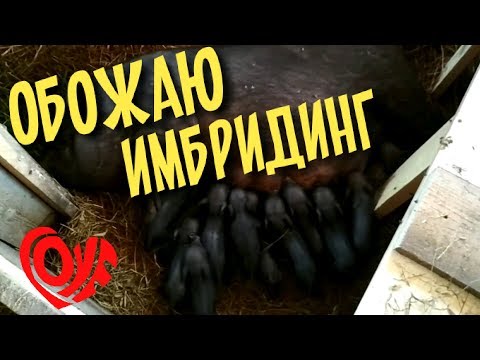 Видео: Имбридинг Вислобрюхих свиней. Близкородственное скрещивание / Вьетнамские свиньи