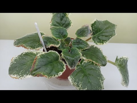Видео: Как спасти фиалку?