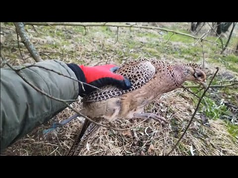 Видео: ПРОСТЫЕ ЛОВУШКИ на фазана в ДЕЛЕ. Ловушка на фазана  подъёмная петля.