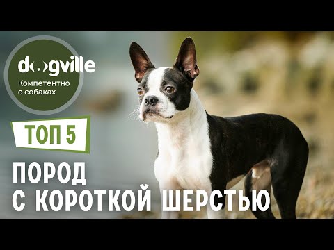 Видео: ТОП 5 Пород собак с самой КОРОТКОЙ шерстью