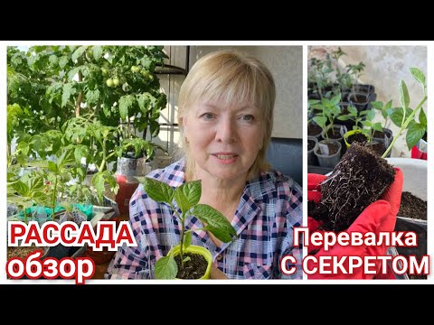 Видео: КРЕПКАЯ РАССАДА для богатого урожая.Пора это сделать. КАК ГОТОВЛЮ ПИТАТЕЛЬНЫЙ ГРУНТ