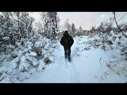 Видео: 4 ноября 2025 г.