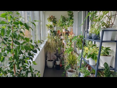 Видео: VLOG 24.10.2023 г Обзор моих комнатных растений/ Комнатные цветы на балконе в конце октября