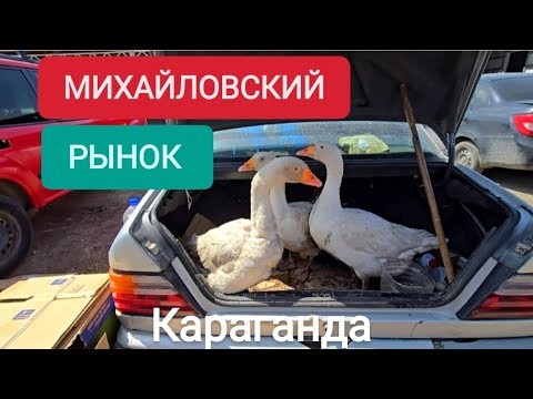 Видео: МИХАЙЛОВСКИЙ РЫНОК КАРАГАНДЫ: ПТИЦА,РАССАДА,БАРАХОЛКА #караганда