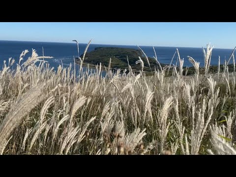 Видео: Владивосток. Путешествие на остров Русский к мысу Вятлина. Прогулка по городу