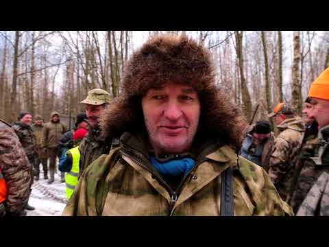 Видео: «Чоловічий стандарт» Загонне полювання 2018!