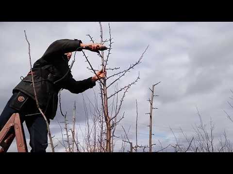 Видео: Обрізка саду. Досвід з Буковини.