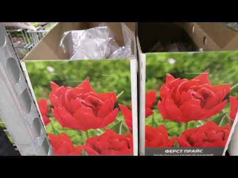 Видео: В Лемана Про тюльпаны сортовые! Успевай! 