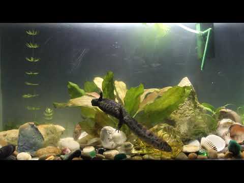 Видео: Содержание тритонов в аквариуме