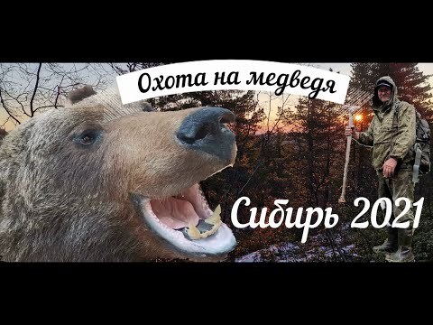Видео: Охота на медведя на приваде. Сибирь. Осень 2021.