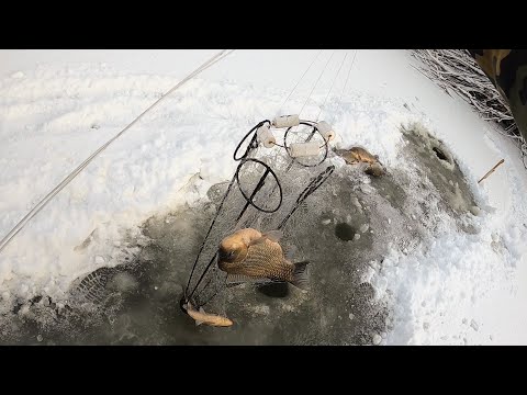 Видео: КАРАСИ-МОНСТРЫ ТОПЯТ ПОПЛАВКИ! КЛЁВ ТАКОЙ, ЧТО НЕ УСПЕВАЮ ОПУСКАТЬ СНАСТИ.Рыбалка на ХАПУГУ-ХЛОПОК.