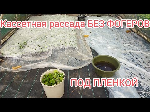 Видео: Как сделать рассаду клубники.Приживаемость 99% под пленкой без фогеров