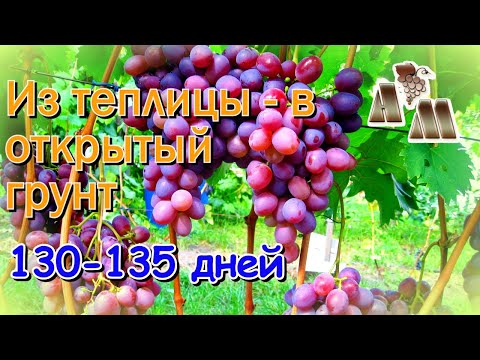 Видео: 🍇 Виноград - из теплицы в открытый грунт