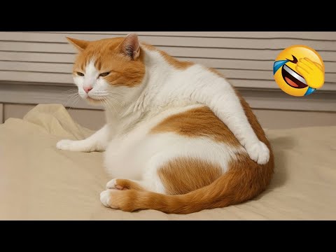 Видео: Попробуй не засмеяться 😅 Лучшие Смешные Собаки и Кошки 😹🐶 Часть 4