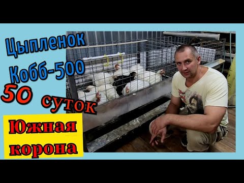 Видео: ВЕС БРОЙЛЕРА КОББ - 500 50 СУТОК. ЮЖНАЯ КОРОНА