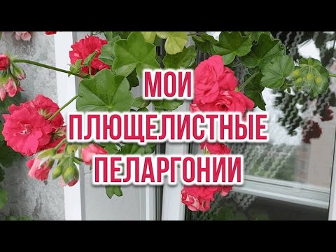 Видео: Мои плющелистные пеларгонии  Выпуск от 27.05.25