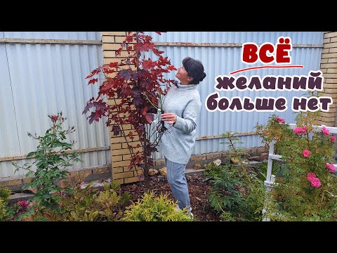 Видео: Красавчик КЛЁН.  И спрей РОЗЫ для кашпо. Купила по Интернету.