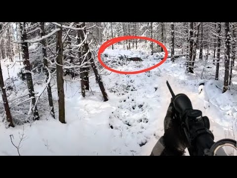 Видео: Отслеживание огромного лесного оленя на снегу | МЭЙН 2023