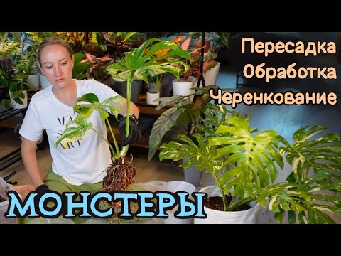 Видео: МОНСТЕРЫ: пересадка, обработка, черенкование | Как выбрать монстеру Альбу при покупке?