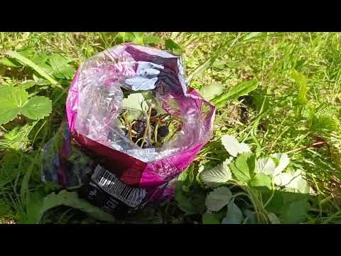 Видео: ТЕЛЯЧІ суглоби , користь