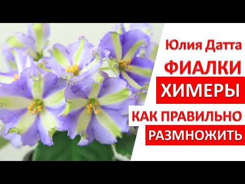 Видео: Фиалки ХИМЕРЫ. Как правильно размножить? Укоренение цветоносов фиалки. Юлия Датта