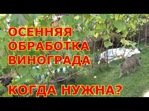 Видео: ОБРАБОТКА ВИНОГРАДА от болезней ПЕРЕД ЗИМОЙ. Когда НУЖНА?