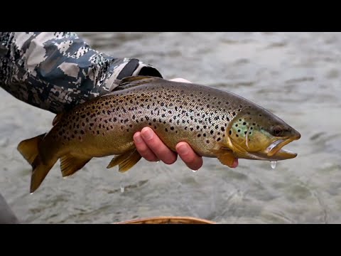 Видео: Дикая крупная  Форель пожирала вертушки в реках Новгородской области