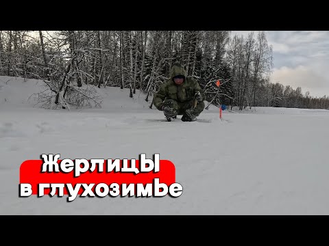 Видео: ЖЕРЛИЦЫ в ГЛУХОЗИМЬЕ. Оставили жерлицы на пару ночей, показываю что из этого вышло.