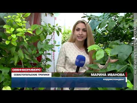 Видео: 25.10.2018 В Севастопольской теплице выращивают апельсины, мандарины и лимоны сорта «Пандероза»