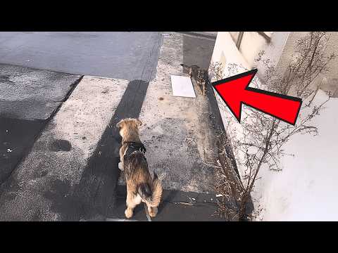 Видео: "Мама, она моя подруга. Можно я приведу её домой?"