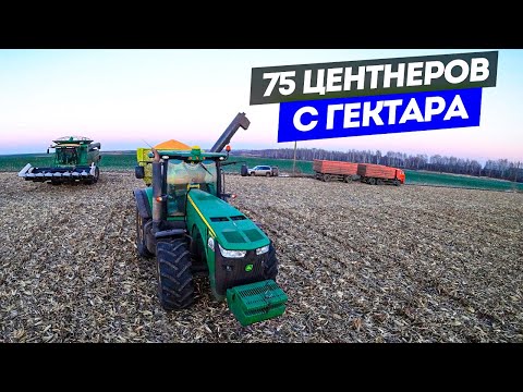 Видео: Молотим кукурузу по морозу, в 20 км. от бригады. На вывоз дали аж два КамАЗа с прицепами.
