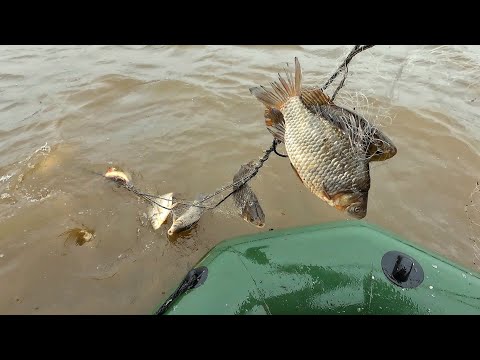 Видео: НЕ ОЖИДАЛ БОЛЬШОЙ УЛОВ РЫБЫ НА СЕТИ. ПРОВЕРКА СЕТЕЙ НА НОВОМ ОЗЕРЕ. РЫБАЛКА ОСЕНЬЮ.