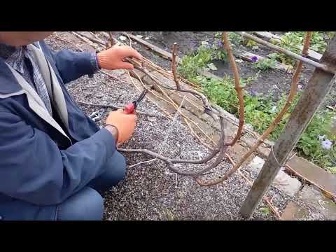 Видео: Обрезка усиленного плодового звена на кустах винограда, с рукавами, изогнутыми петлей