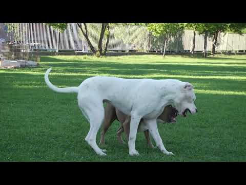 Видео: За кинологията с д-р Кънев: Дого Аржентино – Втора част