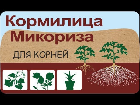 Видео: "Кормилица Микориза для корней Универсальная" - микробиологический препарат