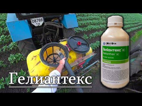 Видео: Як Нахімічили?  "Геліантекс" оприскування та результат! / Валяє амброзію на повал за сутки!
