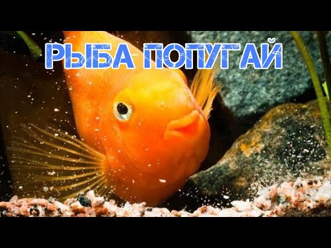 Видео: РЫБА ПОПУГАЙ. СОДЕРЖАНИЕ В АКВАРИУМЕ
