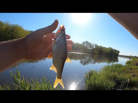 Видео: Рыбалка на фидер. Выручила удочка. Могилевка. Гнивань. р. Южный Буг.